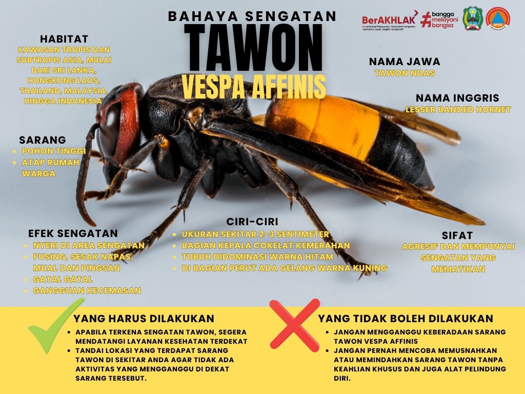 Awas Bahaya Tawon Vespa, Kenali Ciri-ciri dan Apa yang Harus Dilakukan, Berpotensi Mematikan Jika Menyerang dalam Jumlah Banyak