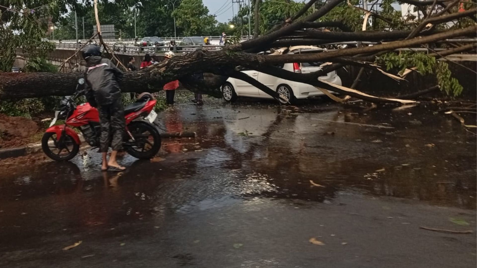 Cuaca Ekstrem Semarang 4 Maret 2026: Pohon Tumbang di Teuku Umar dan Daftar Kejadian Serupa di Jawa Tengah Sepanjang Tahun 2026 Ini
