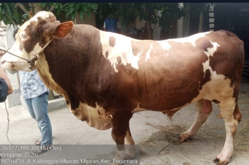 Heboh, Sapi Jumbo Warga Purbalingga Dipilih Prabowo untuk Iduladha, Harga Tembus Rp100 Juta