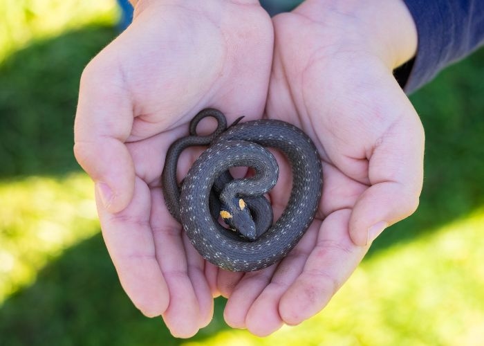 Terkena Gigitan Ular, Berikut Pertolongan Pertama yang Perlu Dilakukan Jika Digigit Ular