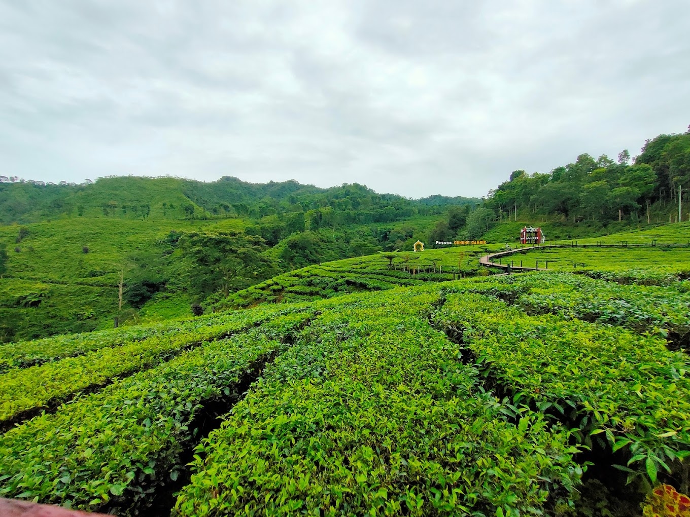 Mengunjungi Kediri, Jangan Lupa Menikmati Alam dengan Berlibur ke Kebun Teh Gunung Gambir