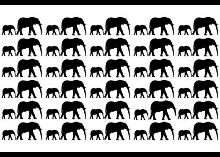 Uji Tes Penglihatan: Temukan Gajah yang Paling Berbeda, Apakah Kamu Bisa Menemukan Letak Perbedaannya?
