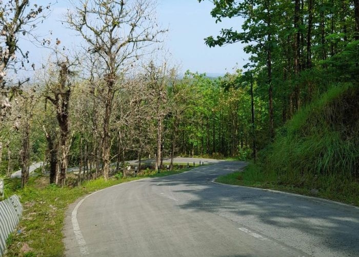 Misteri Nenek Asmah: Petualangan Mencekam di Hutan Kesesi yang Dikenal Angker dan Jarang Dilintasi Penduduk