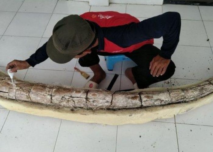 Penemuan Fosil Gading Gajah Purba Mampu Mengungkap Perjalanan Sejarah Kehidupan Purba di Kudus
