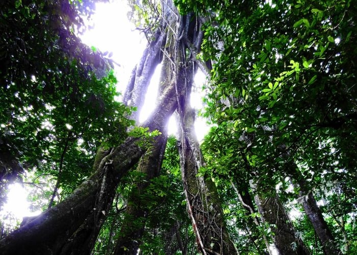 Misteri dan Mistisnya Gunung Larang: Hutan Larangan yang Penuh Makna dan Juga Cerita Legenda