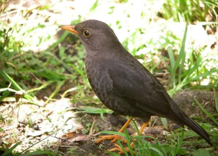 Misteri dan Mitos yang Melingkupi Burung Jalak Lawu: Pengawal Moksa dan Kisah Menyeramkan