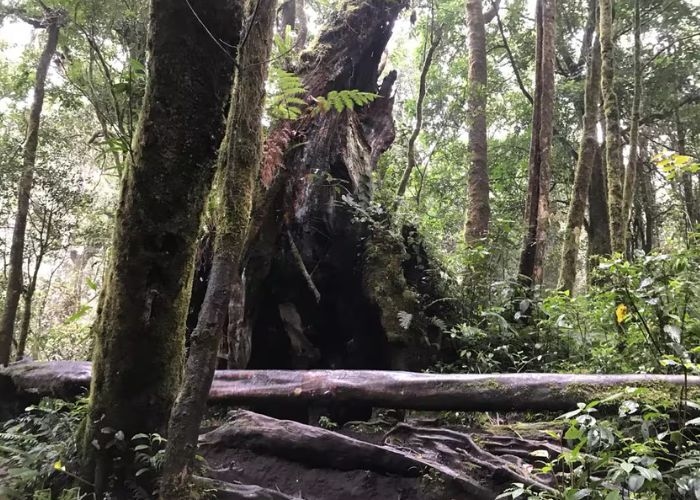 Misteri Pohon Bolong Gunung Kerinci: Mistisnya Keindahan Alam dan Legenda yang Menyertainya