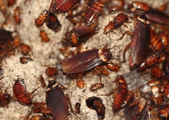 5 Tips Mencegah Kecoa Masuk Rumah dan 10 Bahan Alami yang Bisa Mengusir Kecoa Dari Rumah, Dijamin Aman dan Berhasil