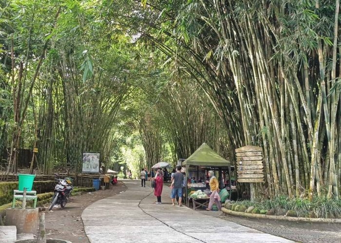 Misteri Hutan Bambu Lumajang: Mitos tentang Macan Putih dan Lorong yang Bisa Menuju Semeru