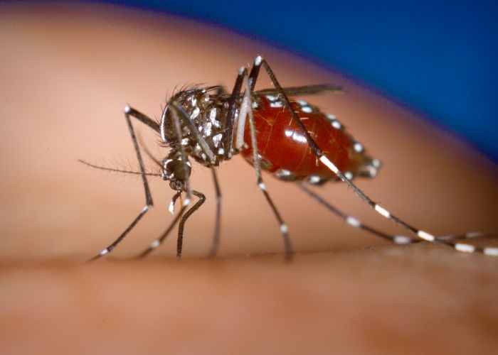 Info Seputar Tips: Mengusir Nyamuk dengan Bahan Alami, Pergunakan 7 Bahan Aromaterapi yang Efektif