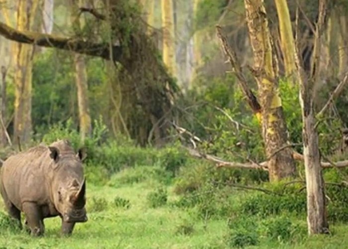 Misteri Tersembunyi di Ujung Kulon Banten: Keanekaragaman Alam dan Keajaiban Gaib yang Menggoda