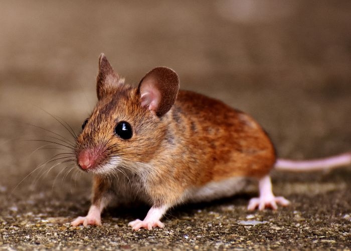 Info Seputar Tips: Cara Mengusir Tikus dengan Bahan Dapur, Cara Alami dan Ampuh