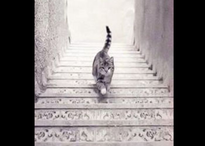 Tes Kepribadian: Apakah Kamu Melihat Kucing Naik atau Turun Tangga?