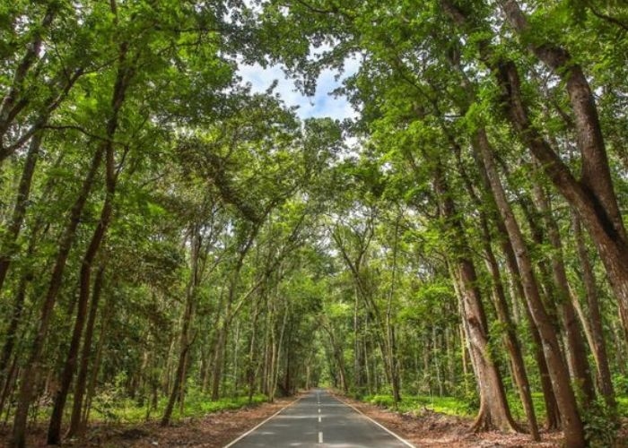 Misteri Alam Gaib yang Menyelimuti di Alas Purwo: Jejak Legendaris Tempat Paling Angker di Indonesia