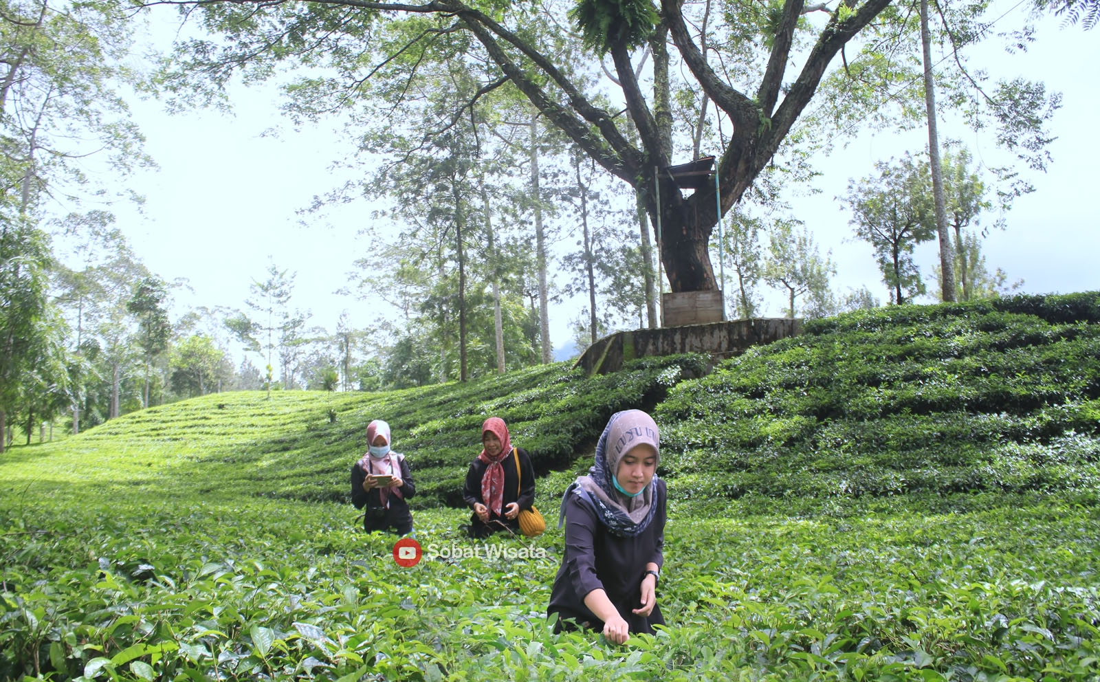 Menjelajahi Keindahan Kebun Teh Tambi, Menikmati Pesona Alam dan Aroma Teh yang Memikat di Wonosobo