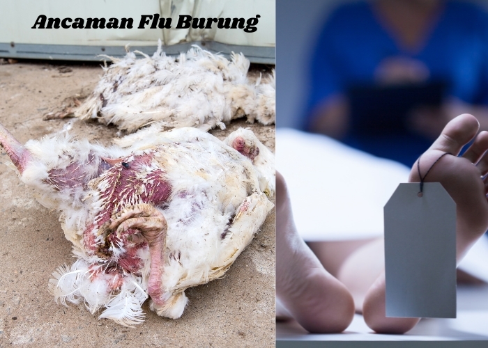 Waspada Flu Burung! Kenali Beberapa Gejala dan Tips Pencegahannya Agar Tidak Semakin Meluas
