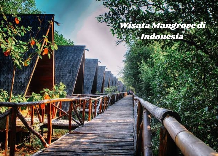 Menelusuri Keindahan Alam Mangrove Indonesia! Rekomendasi 5 Wisata Hutan Mangrove Buat Mengisi Waktu Santai