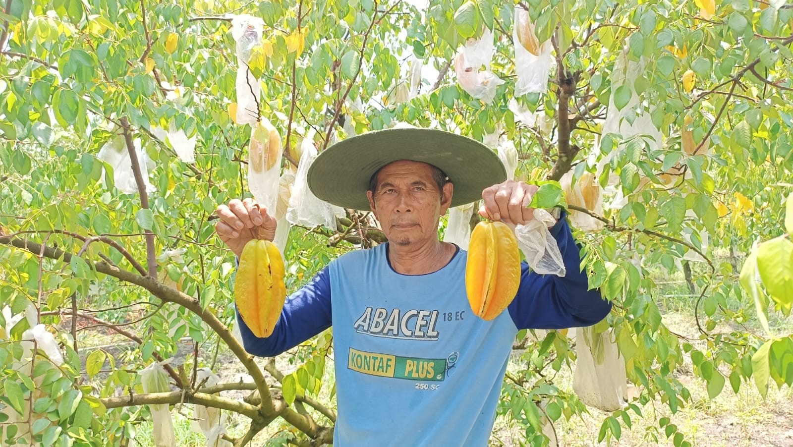 Agrowisata Belimbing dan Jambu Merah Delima Demak, Serunya Petik Buah Langsung dari Pohon 