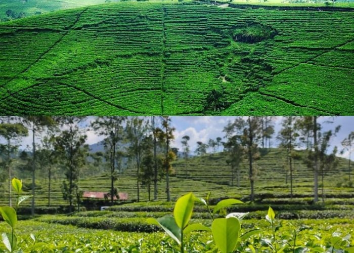 Wisata Vibes! Ngeteh di Tengah Kebun Teh, 4 Rekomendasi di Jawa Tengah yang Wajib Dikunjungi Saat Liburan Long Weekend