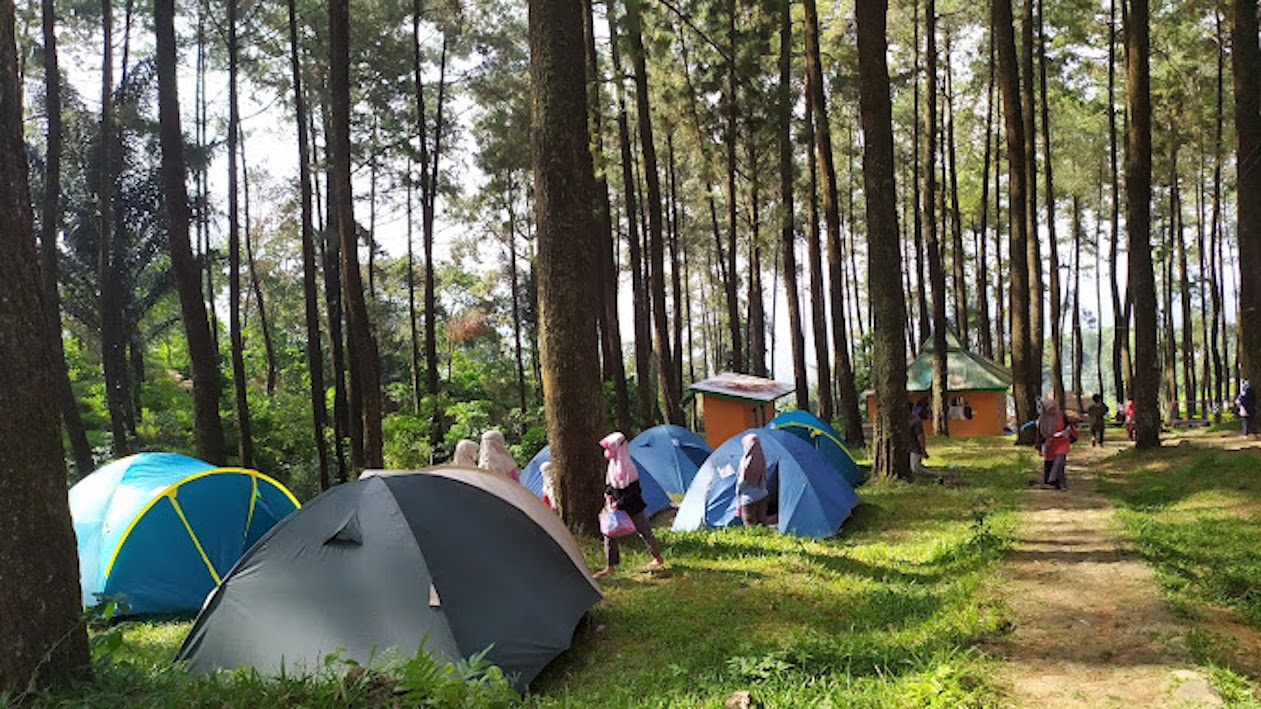 Menjelajahi Wisata Nglimut Limbangan Kendal, Serunya Camping di Tengah Hutan Pinus