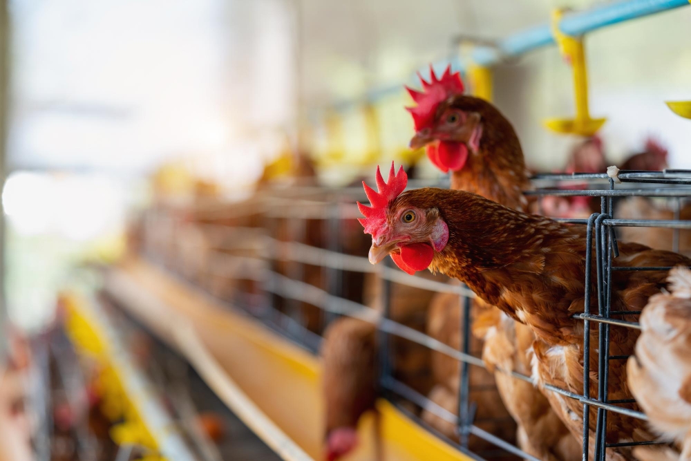 Gak Cuma Ngurus Ayam! Ini Dia Rahasia di Balik Jurusan Peternakan yang Bikin Kamu Kaget!