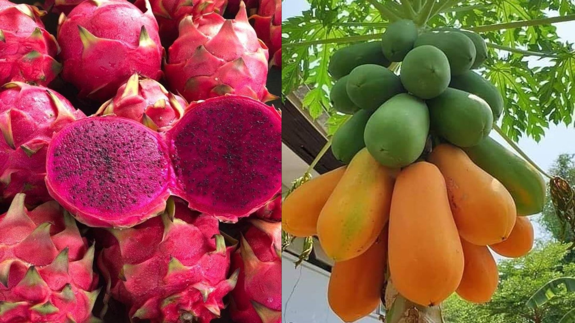 Tak Perlu Tunggu Bertahun-tahun! Inilah 8 Tanaman Buah yang Cepat Berbuah di Halaman Rumah