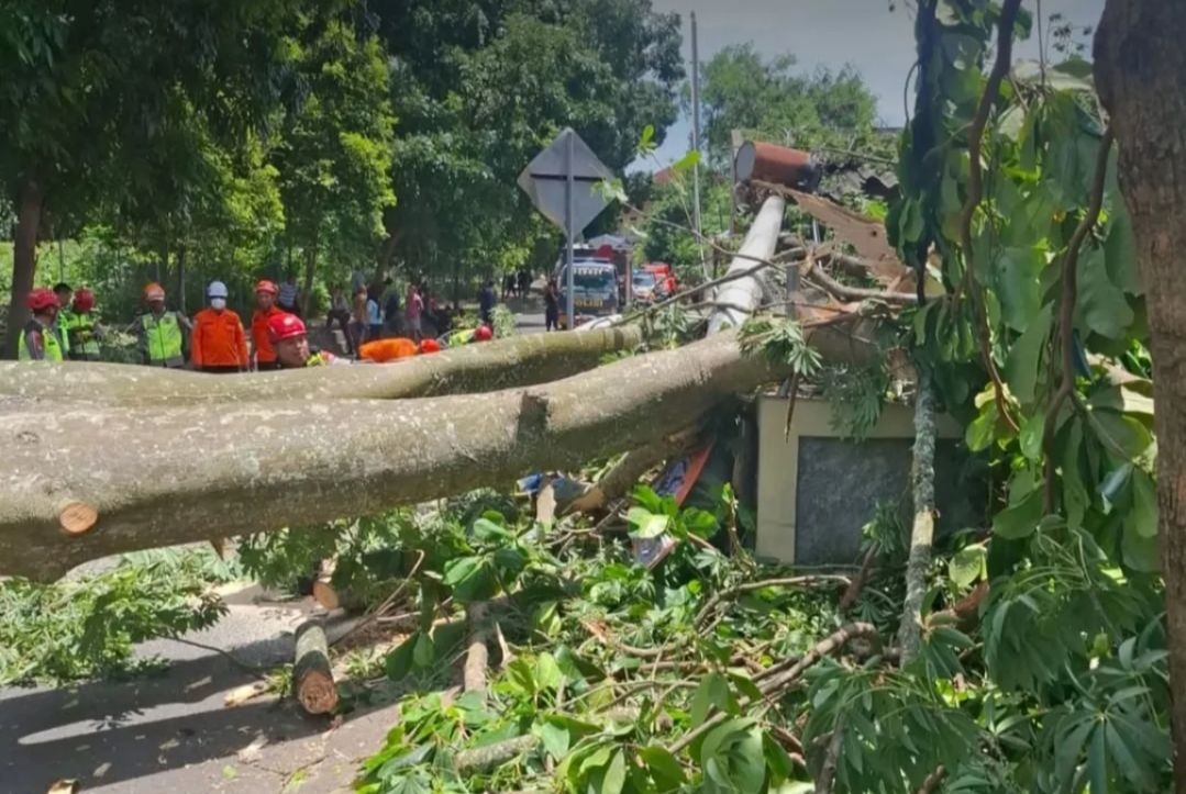 Angin Kencang Landa Yogyakarta, Dua Pengendara Motor Tewas Tertimpa Pohon Randu di Sleman