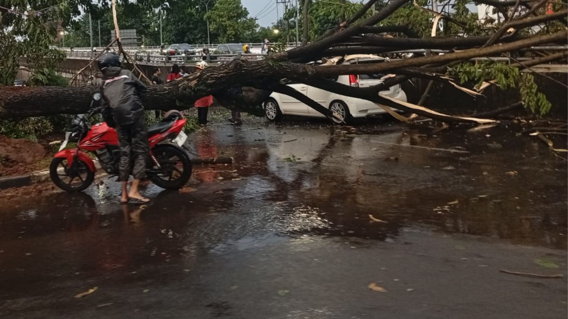 Cuaca Ekstrem Semarang 4 Maret 2026: Pohon Tumbang di Teuku Umar dan Daftar Kejadian Serupa di Jawa Tengah Sepanjang Tahun 2026 Ini