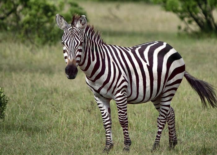 Sejarah Peringatan Hari Zebra Internasional: Keajaiban Alam yang Memerlukan Perlindungan Bersama