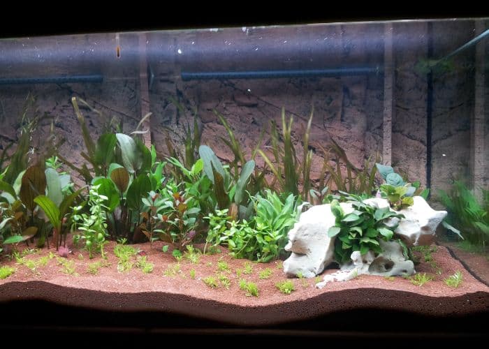 3 Tips Mudah Membersihkan Kaca Aquarium: Menjaga Kesehatan dan Kecantikan Lingkungan Ikan