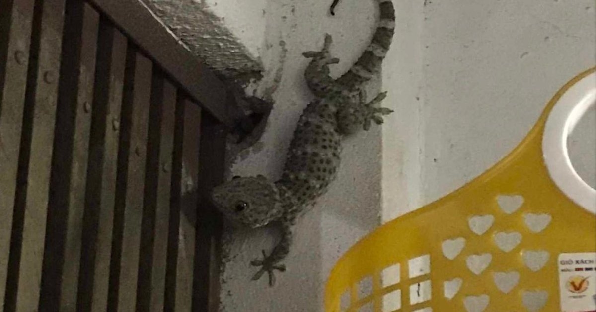 Nemu Ayu atau Sengkala? Ini Arti Bunyi Tokek 1 Sampai 15 Kali Menurut Primbon Jawa