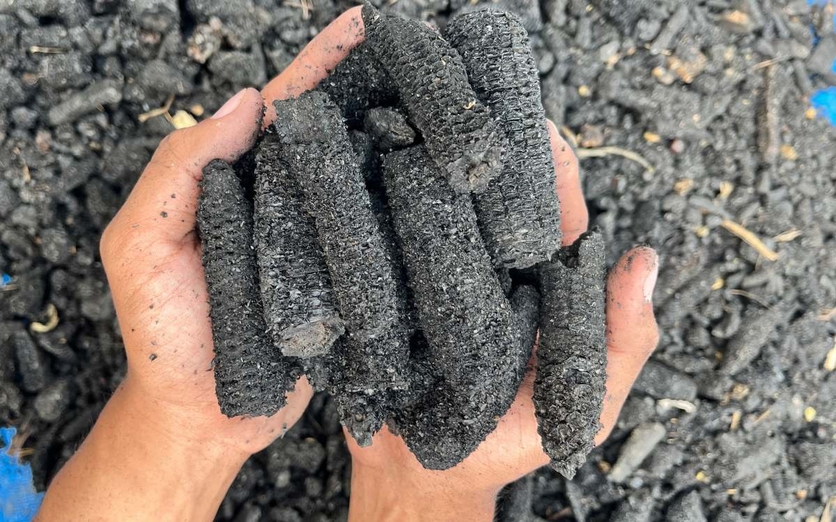 Sekam Padi dan Tongkol Jagung Tak Lagi Terbuang, Tim Ekspedisi Patriot Undip Sulap Jadi Biochar di Papua