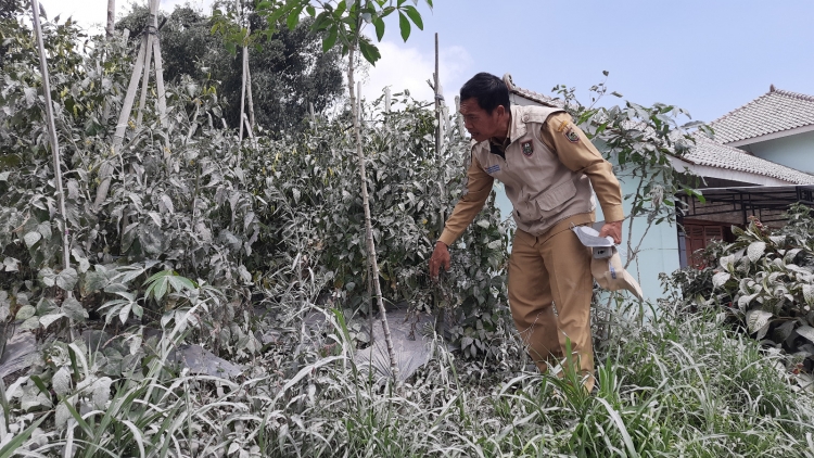 Efek Hujan Abu dari Erupsi Gunung Merapi, Tanaman di Wilayah Selo Boyolali Terganggu Pertumbuhannya