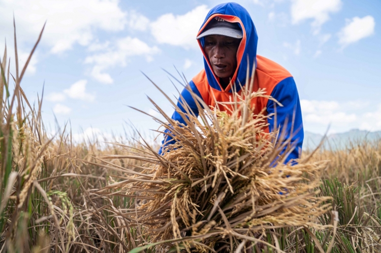 Kenaikan Harga Beras Akibat Pengaruh El Nino, Katrol Angka Inflasi Gabungan Kota di Jawa Tengah