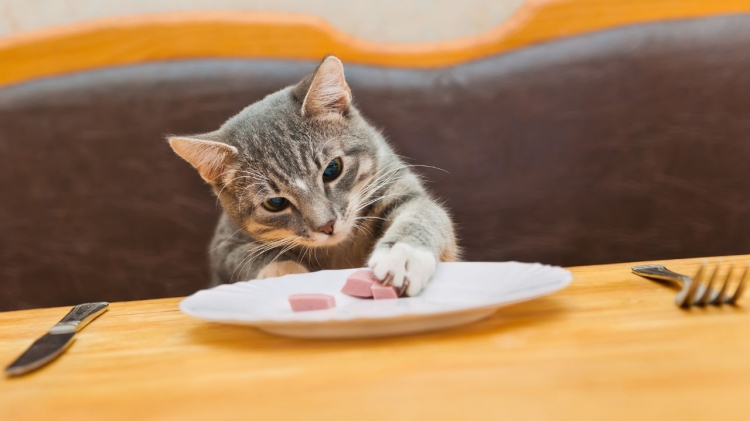 Ada Baiknya Kucing Peliharaan Anda Dijauhkan dari 4 Jenis Makanan Ini