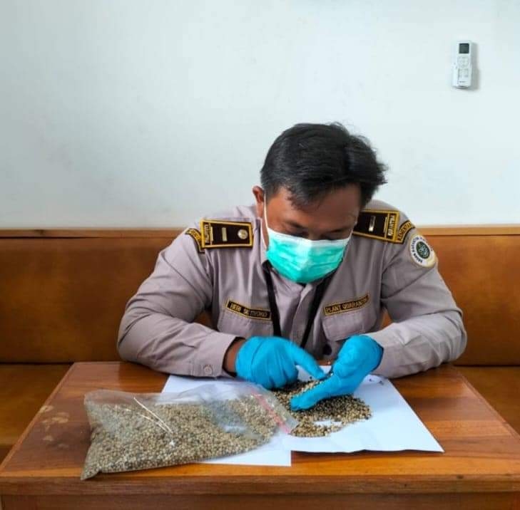 Karantina Pertanian Semarang Dorong Potensi Ekspor Lada