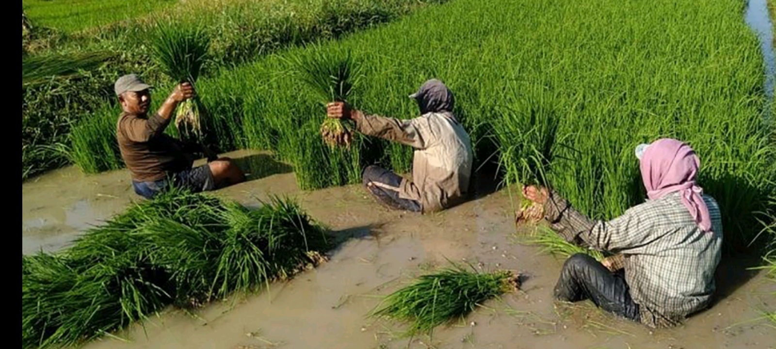 Sinergitas PPL, Pemdes dan Poktan, Hidupkan Kembali Lahan Pertanian di Demak