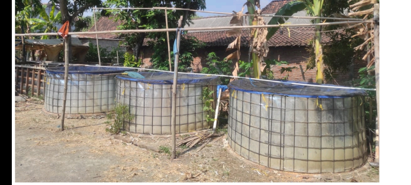 Tetap Produktif di Musim Kemarau, Budidaya Ikan Air Tawar Menggunakan Terpal