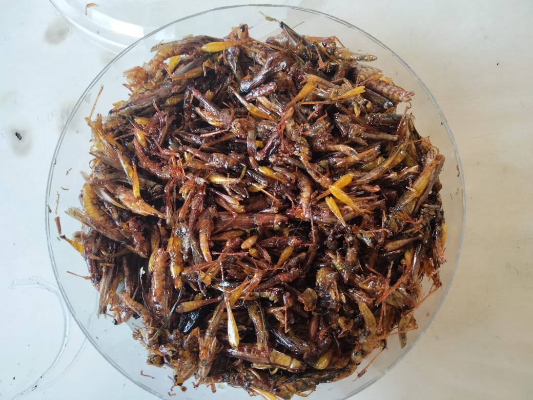 Walang Goreng, Salah Satu Kuliner Khas Daerah Gunungkidul Yogyakarta yang Renyah dan Gurih