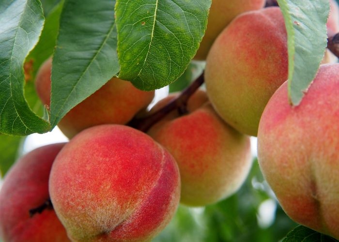 Berikut 8 Manfaat Mengkonsumsi Buah Peach Bagi Kesehatan Badan