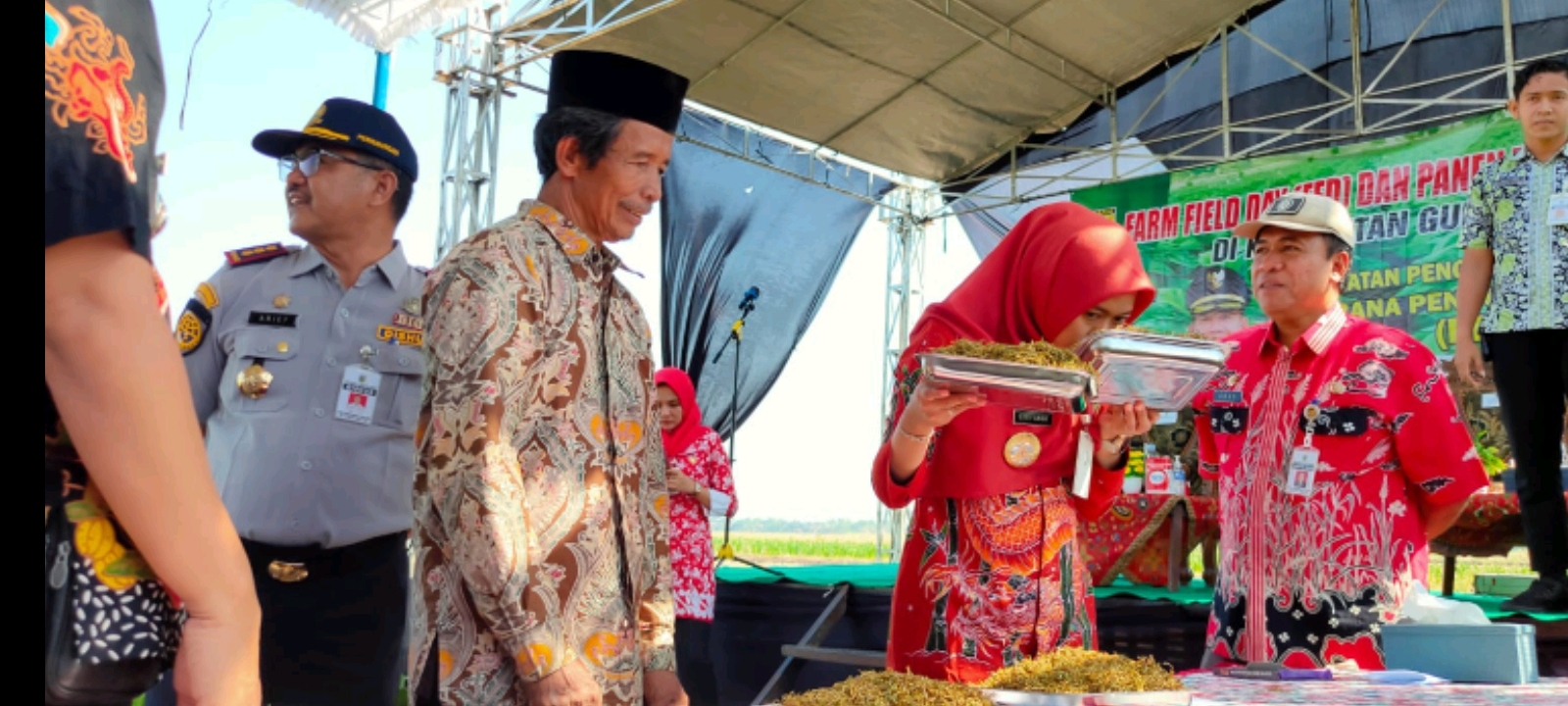 Panen Tembakau di Desa Sidokumpul Guntur, Harga Tembakau Melambung