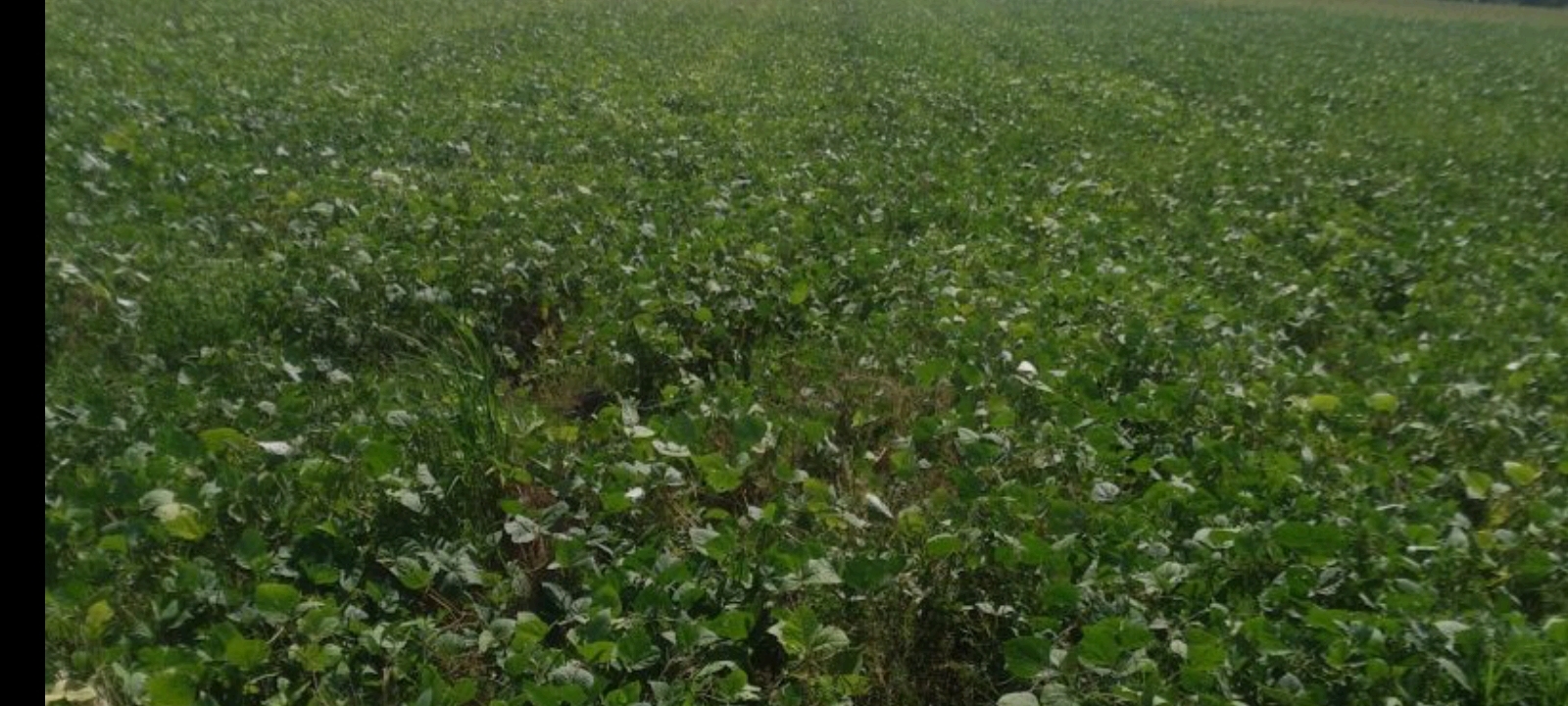 Dinas Pertanian Demak Lakukan Monitoring Demplot CSA Genta Organik Komoditas Kacang Hijau