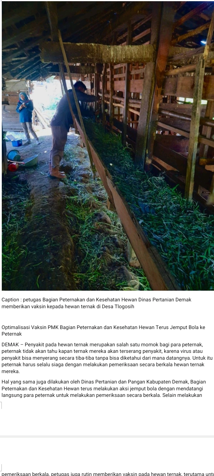 Optimalisasi Vaksin PMK Bagian Peternakan dan Kesehatan Hewan Terus Jemput Bola ke Peternak