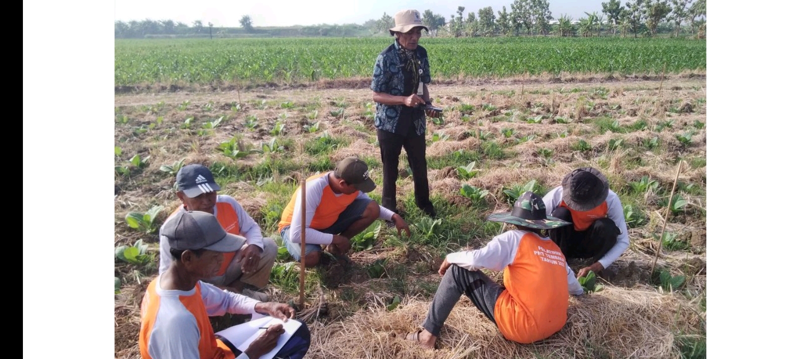Pelatihan PHT Tahap Dua, Petani Desa Tlogoweru Temukan Penyakit Kuning pada Tanaman Tembakau