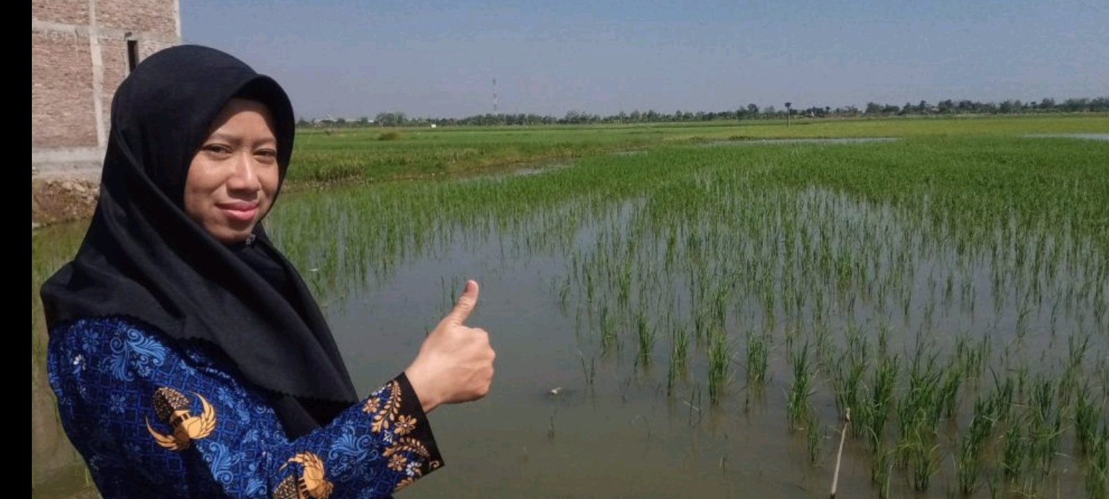 Petani Desa Prampelan Melakukan Tanam Padi Saat Kemarau