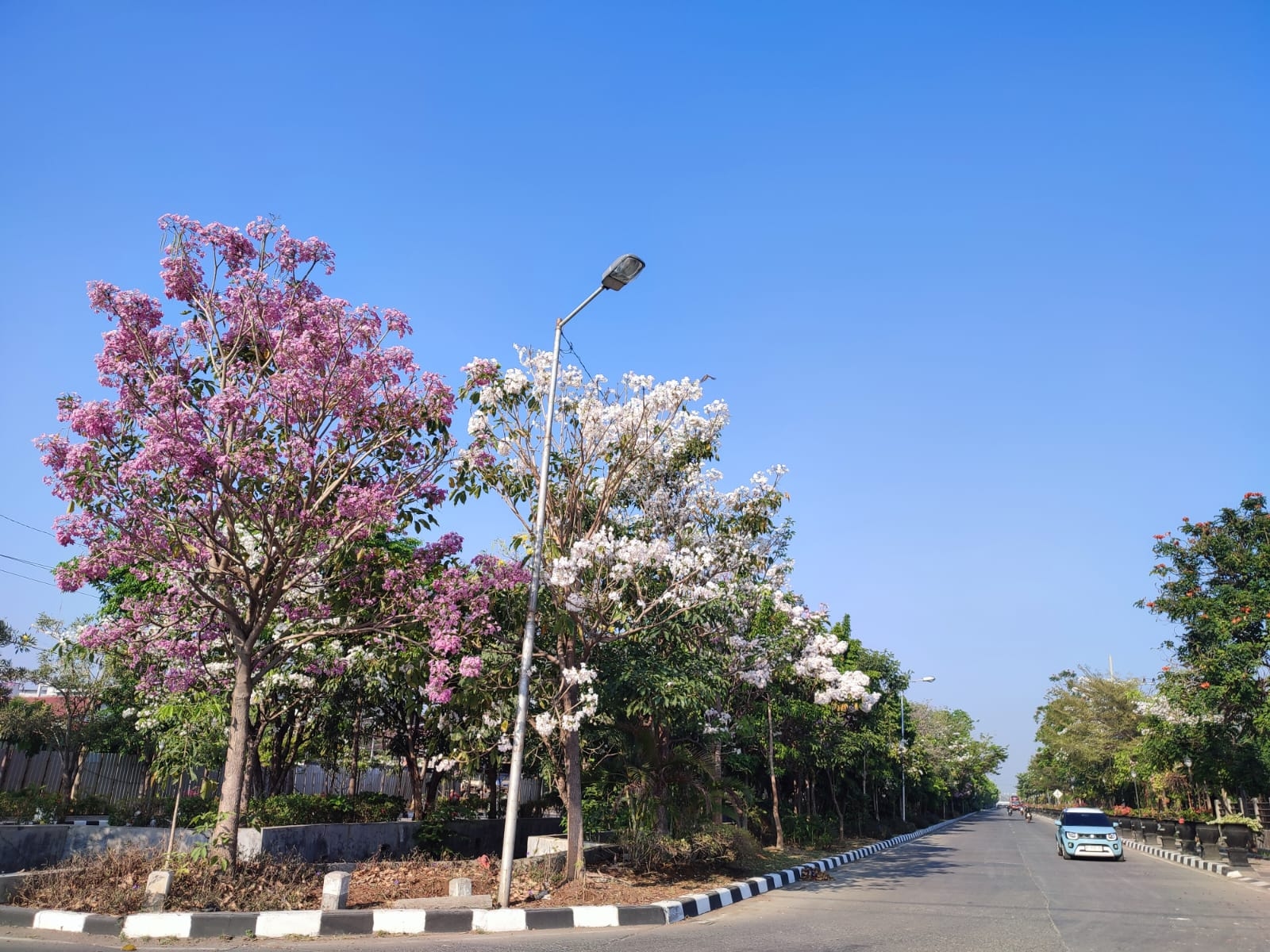 Bunga Tabebuya Bermekaran di Kota Semarang, Netizen : Seperti Bunga Sakura di Jepang