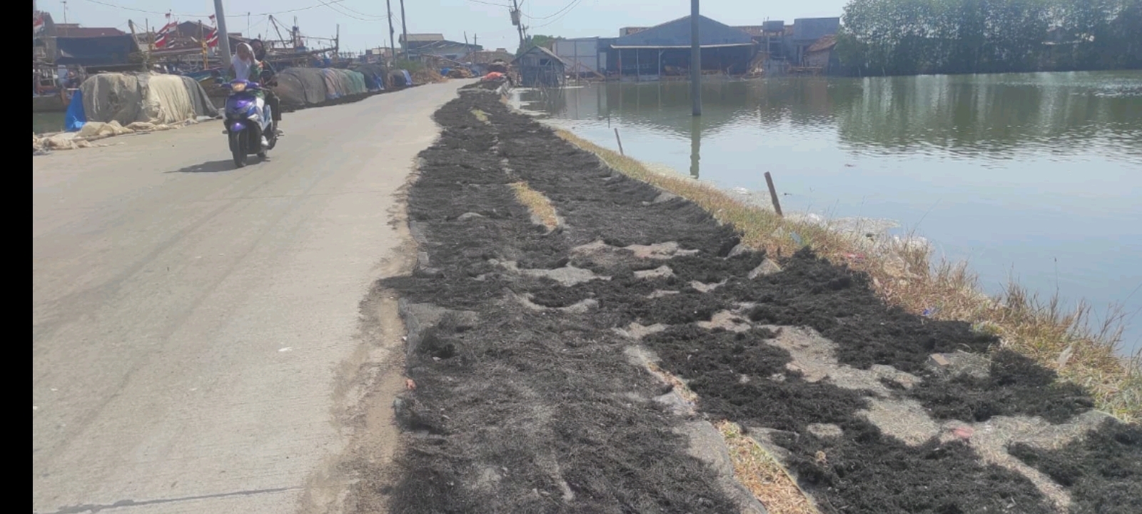 Potensi Rumput Laut Jadi Penyelamat Tambak Ikan Terdampak Rob di Bonang