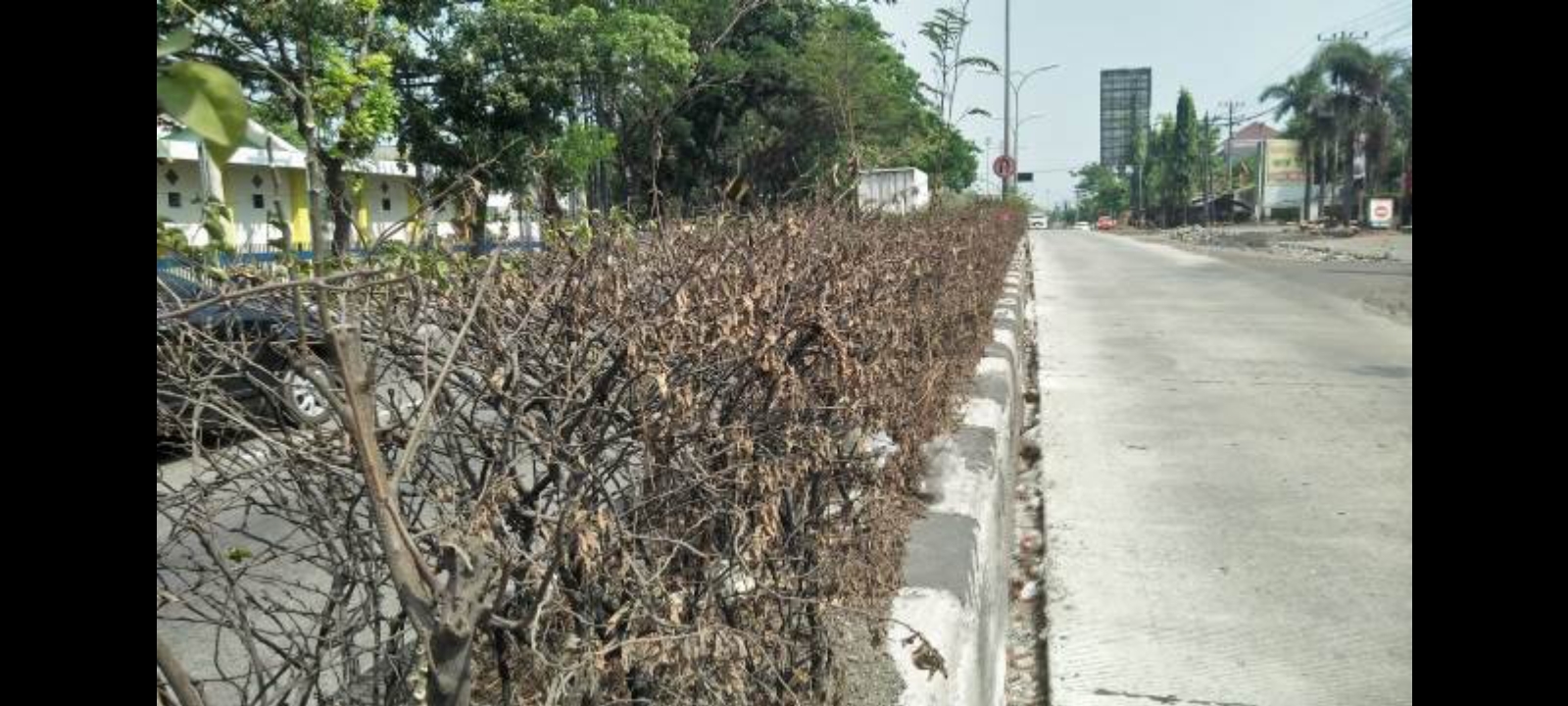 Dewan Minta Pemkot Semarang Tambah Armada dan Fasilitas Perawatan Tanaman Hias