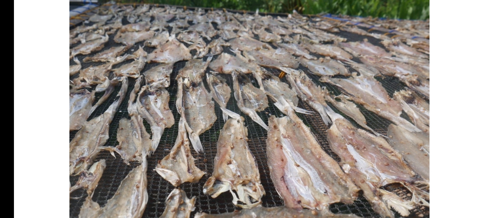 Ikan Asin Wedung Demak Banyak Diminati Berbagai Daerah di Jateng