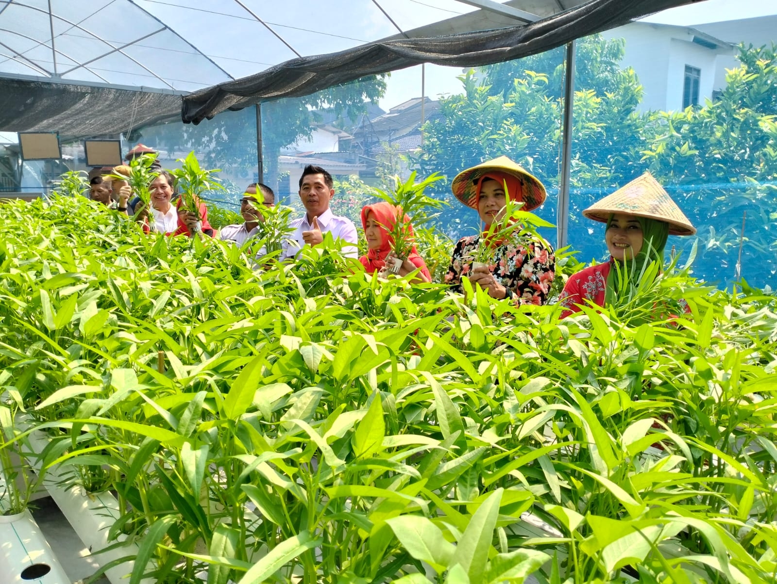 KWT Puspitasari Semarang Berhasil Panen Dua Minggu Sekali Berkat Program Urban Farming